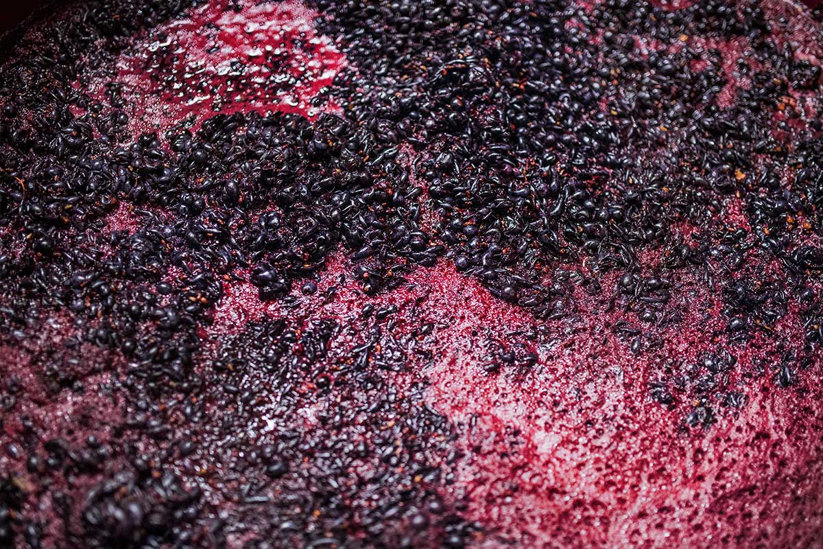 wine fermentation