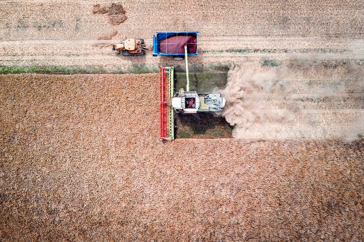 Harvesting oilseed