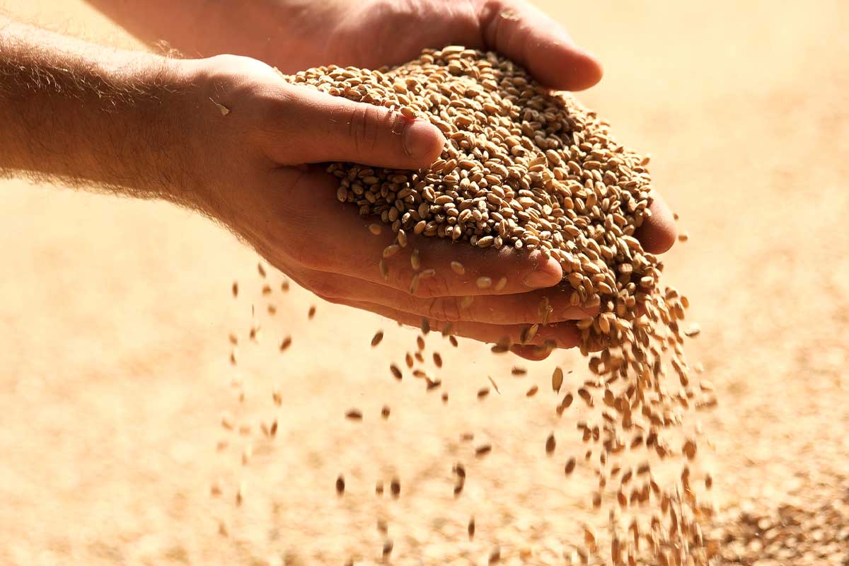 Wheat grains in hands